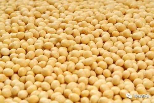 东北豆价跌势难止，春节前我国预计进口大豆1300万吨引发市场关注