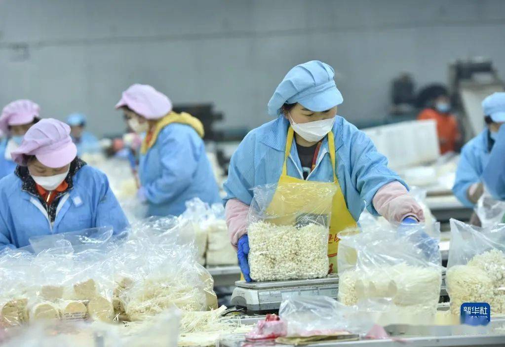 河北临西 小蘑菇撑起致富伞，初级农产品链动乡村振兴