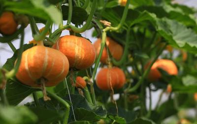 小暑时节蔬果好 绿色食品知多少 初级农产品