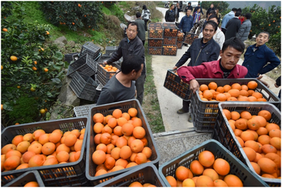 拼多多农产品上行发展报告 初级农产品助力'三区三州'销售额增长413%